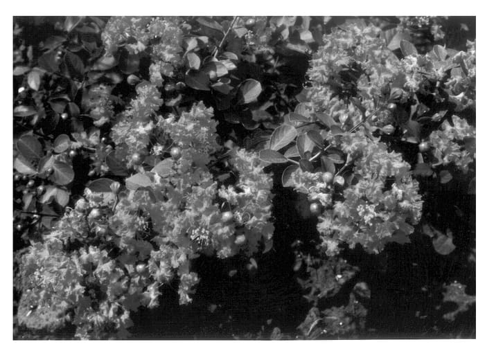 Figure 1 of US plant patent PP14353, the photograph of Crape Myrtle plant named Red Filli printed in the patent.