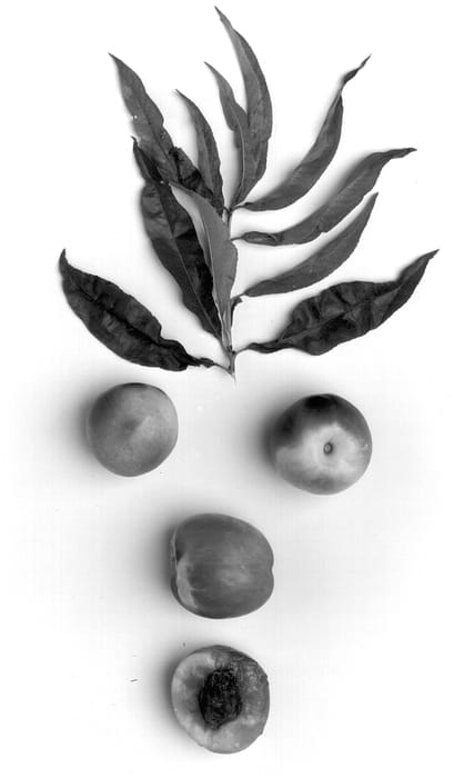 Figure 1 of US plant patent PP14354, the photograph of Coelho printed in the patent.