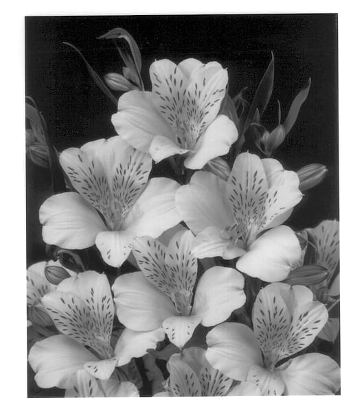 Figure 1 of US plant patent PP14355, the photograph of Stalidi printed in the patent.