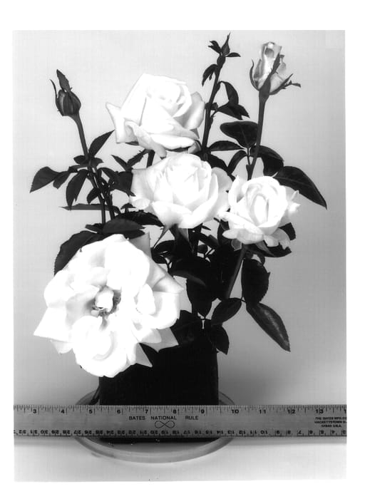Figure 1 of US plant patent PP14356, the photograph of WEKplagneze printed in the patent.