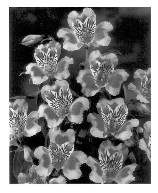 Figure 1 of US plant patent PP14357, the photograph of Zanfier printed in the patent.