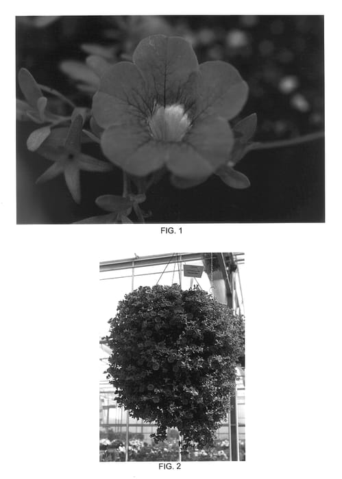 Figure 1 of US plant patent PP14358, the photograph of Kakegawa S49 printed in the patent.