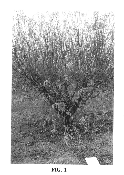 Figure 1 of US plant patent PP14359, the photograph of UCMH 59 printed in the patent.