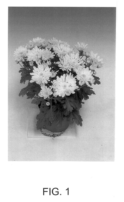 Figure 1 of US plant patent PP14361, the photograph of Whitney printed in the patent.