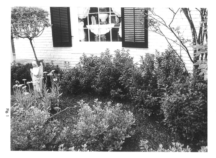 Figure 1 of US plant patent PP14362, the photograph of Crimson Majesty printed in the patent.