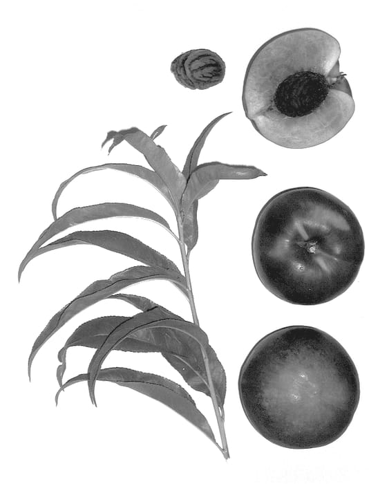 Figure 1 of US plant patent PP14363, the photograph of Burnecteleven printed in the patent.