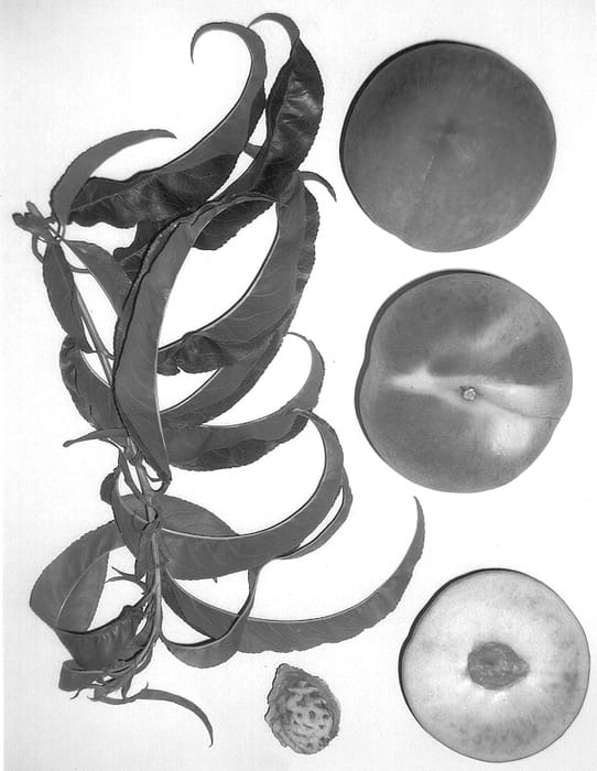Figure 1 of US plant patent PP14364, the photograph of Burpeachsixteen printed in the patent.