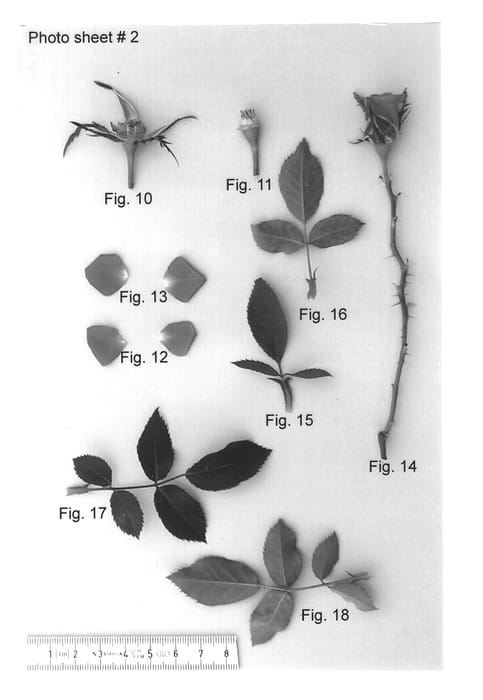 Figure 2 of US plant patent PP14365, the photograph of JENindi printed in the patent.