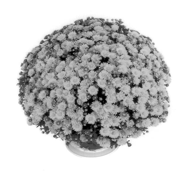 Figure 1 of US plant patent PP14366, the photograph of Andona printed in the patent.
