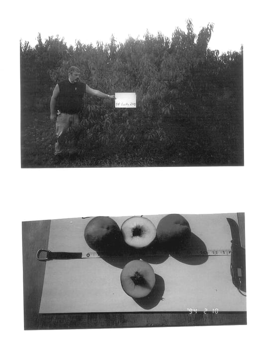 Figure 1 of US plant patent PP14367, the photograph of P.F. Lucky 24B printed in the patent.
