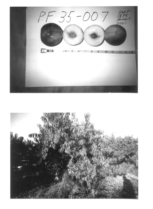 Figure 1 of US plant patent PP14368, the photograph of P.F. 35-007 printed in the patent.