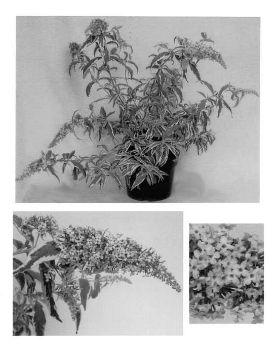 Figure 1 of US plant patent PP14370, the photograph of Monrell printed in the patent.