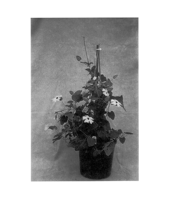 Figure 1 of US plant patent PP14371, the photograph of Lemon Star printed in the patent.