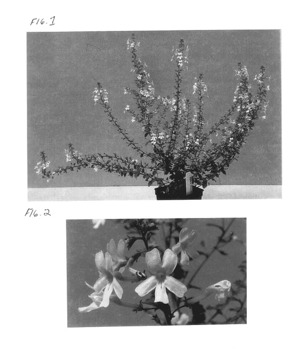 Figure 1 of US plant patent PP14372, the photograph of Balbreupit printed in the patent.