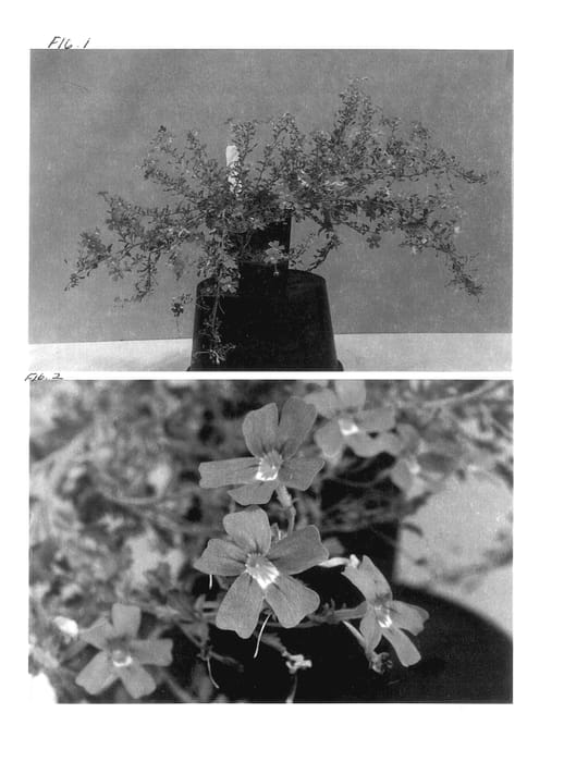 Figure 1 of US plant patent PP14373, the photograph of Balbrengo printed in the patent.