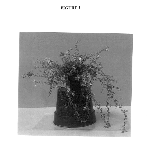 Figure 1 of US plant patent PP14374, the photograph of Balbrelav printed in the patent.