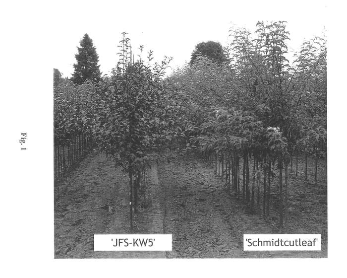 Figure 1 of US plant patent PP14375, the photograph of JFS-KW5 printed in the patent.