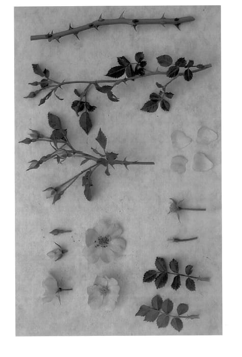 Figure 1 of US plant patent PP14376, the photograph of KEIshutoupi printed in the patent.