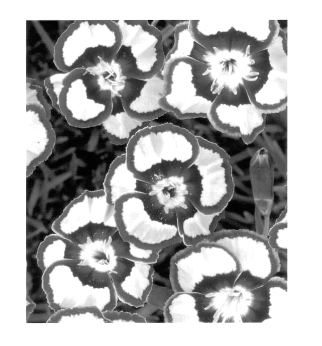 Figure 1 of US plant patent PP14377, the photograph of Devon Siskin printed in the patent.