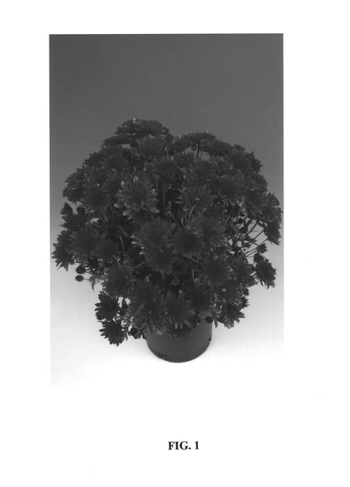 Figure 1 of US plant patent PP14378, the photograph of Venus printed in the patent.