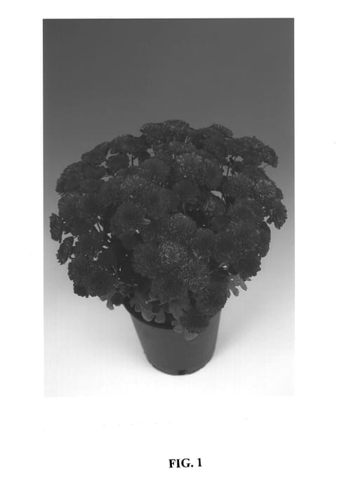 Figure 1 of US plant patent PP14379, the photograph of Mithra printed in the patent.