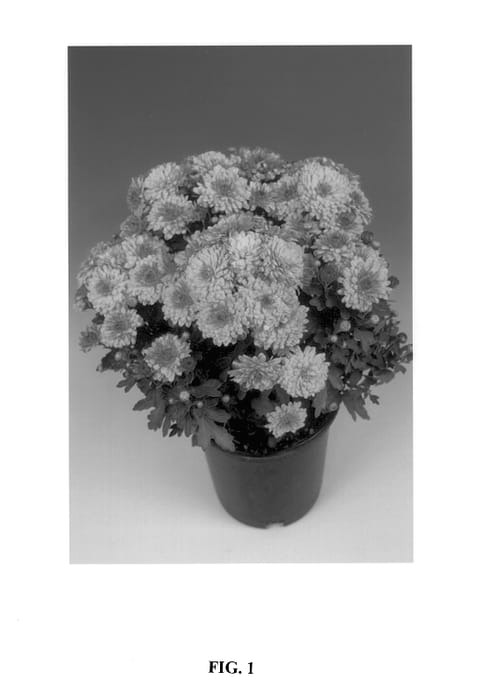 Figure 1 of US plant patent PP14380, the photograph of Feniks printed in the patent.