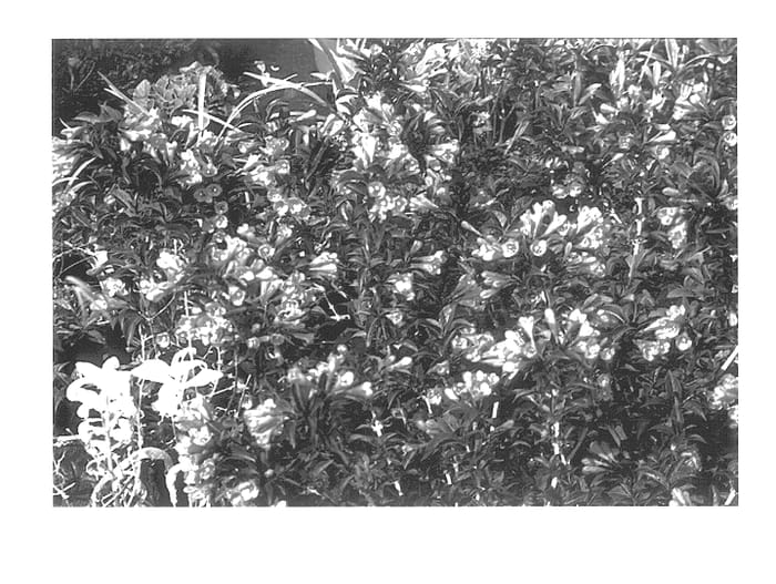 Figure 1 of US plant patent PP14381, the photograph of Dark Horse printed in the patent.