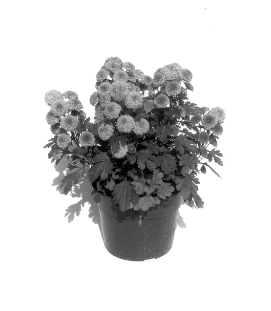Figure 1 of US plant patent PP14382, the photograph of Gedi Two Omol printed in the patent.