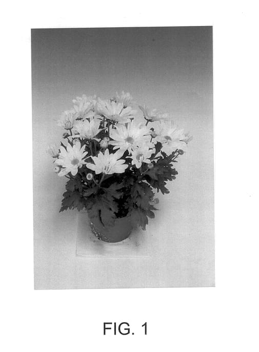 Figure 1 of US plant patent PP14383, the photograph of Grant printed in the patent.