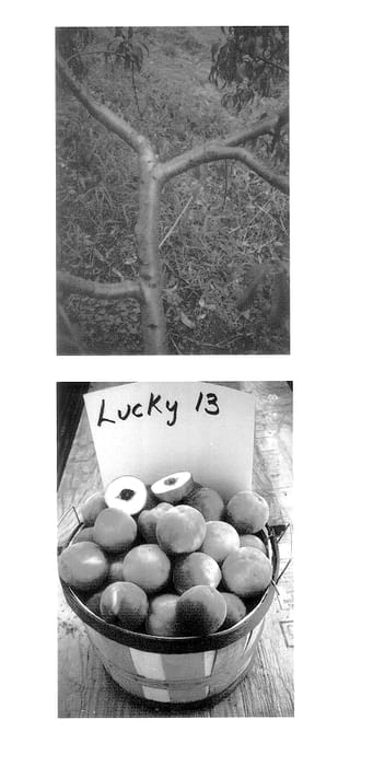 Figure 1 of US plant patent PP14384, the photograph of P.F. Lucky 13 printed in the patent.