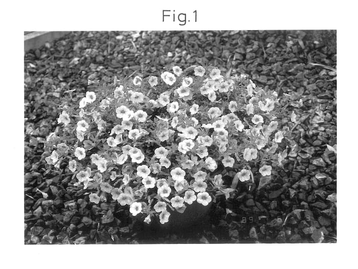 Figure 1 of US plant patent PP14385, the photograph of Sunbel-Apu printed in the patent.
