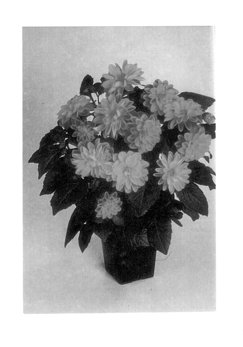 Figure 1 of US plant patent PP14386, the photograph of Balnovrese printed in the patent.