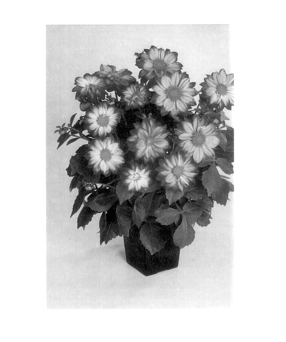 Figure 1 of US plant patent PP14387, the photograph of Balnovost printed in the patent.
