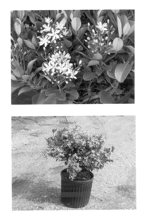 Figure 1 of US plant patent PP14388, the photograph of Sopink printed in the patent.