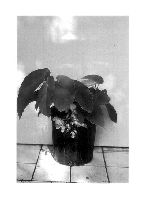 Figure 1 of US plant patent PP14389, the photograph of Star of David printed in the patent.