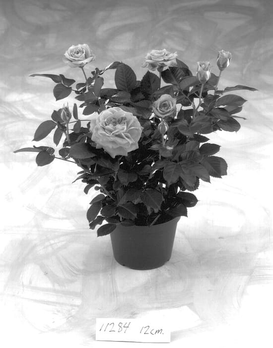 Figure 1 of US plant patent PP14390, the photograph of POULflag printed in the patent.
