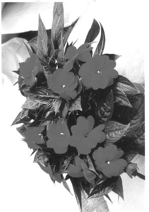 Figure 1 of US plant patent PP14391, the photograph of KLEI01028 printed in the patent.