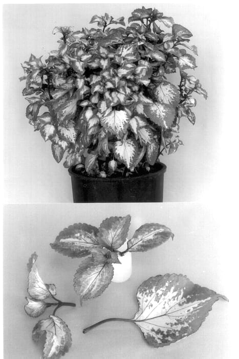 Figure 1 of US plant patent PP14392, the photograph of Touch of Class printed in the patent.