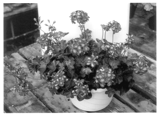 Figure 1 of US plant patent PP14393, the photograph of Global Red Peppermint printed in the patent.