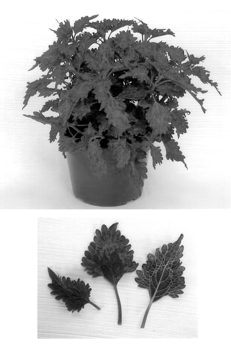 Figure 1 of US plant patent PP14394, the photograph of Copper printed in the patent.