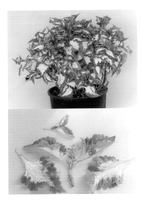 Figure 1 of US plant patent PP14396, the photograph of South of the Border printed in the patent.