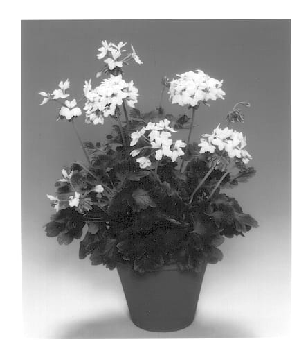 Figure 1 of US plant patent PP14397, the photograph of Fiwowit printed in the patent.