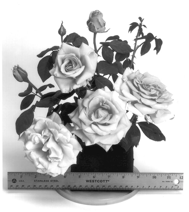Figure 1 of US plant patent PP14398, the photograph of WEKsunspat printed in the patent.