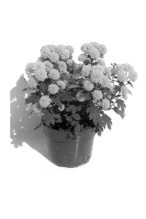 Figure 1 of US plant patent PP14399, the photograph of Gedi Two Fio printed in the patent.
