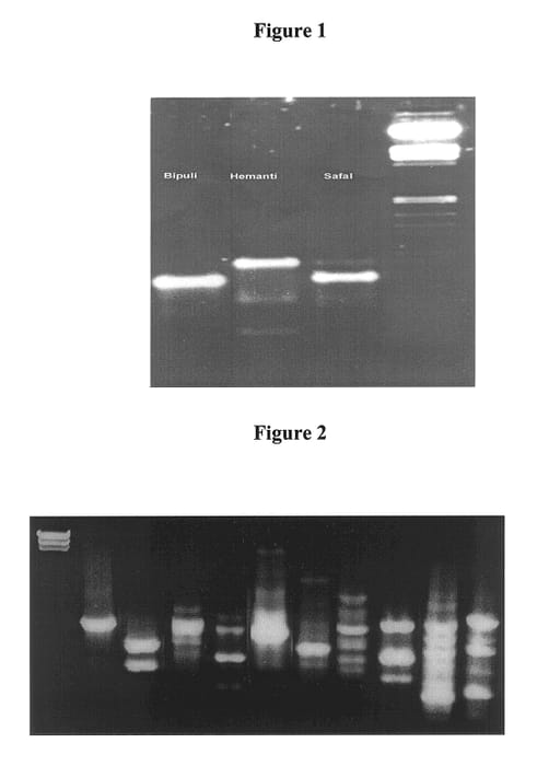 Figure 1 of US plant patent PP14400, the photograph of Safal printed in the patent.