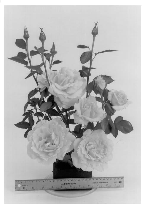 Figure 1 of US plant patent PP14401, the photograph of Wekosomit printed in the patent.