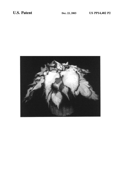 Figure 3 of US plant patent PP14402, the photograph of Florida White Ruffles printed in the patent.