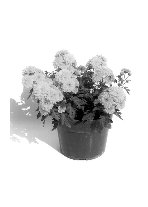 Figure 1 of US plant patent PP14403, the photograph of Gedi Two Fig printed in the patent.