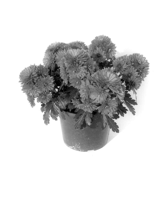 Figure 1 of US plant patent PP14404, the photograph of Gedi Two Cop printed in the patent.