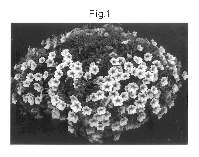 Figure 1 of US plant patent PP14405, the photograph of Sunbelbura printed in the patent.